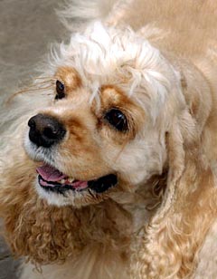 American Cocker Spanial Dog Picture Image