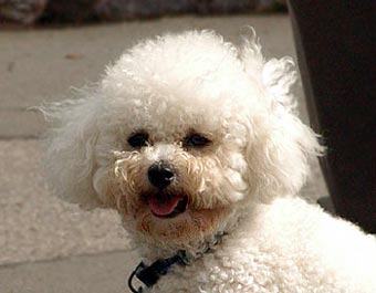 Bichon Frese Dog Picture Image