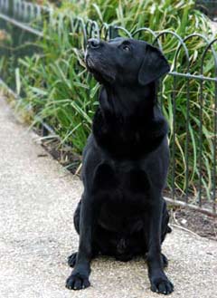 Black Labradour Retreiver Dog Picture Image