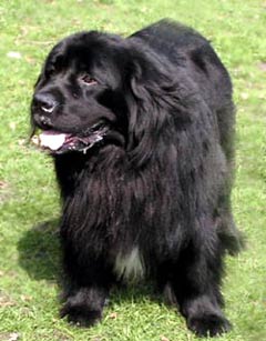 Black Newfoundland Dog Picture Image