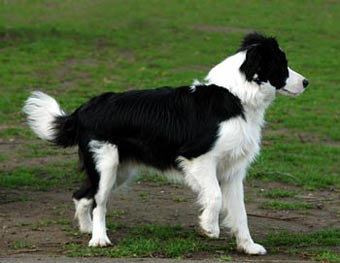 Border Collie Dog Picture Image