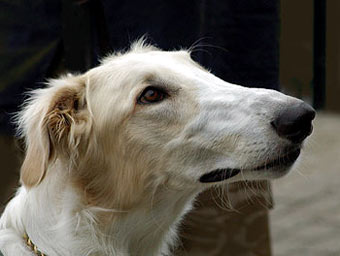 Borzoi Dog Picture Image