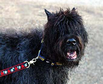 Bouvier Des Flandres Dog Picture Image