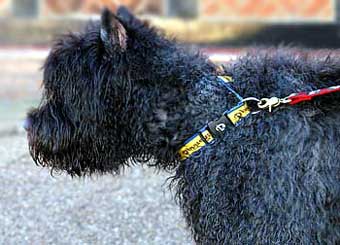 Bouvier Dog Picture Image