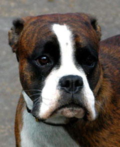 Boxer Dog Picture Image