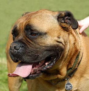 Bull mastiff Dog Picture Image