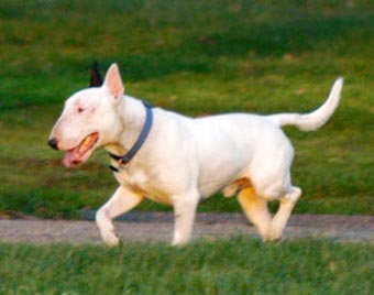 Bull Terrier Dog Picture Image