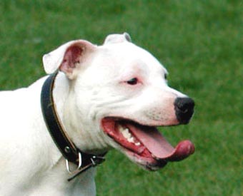 Bull Terrior Dog Picture Image