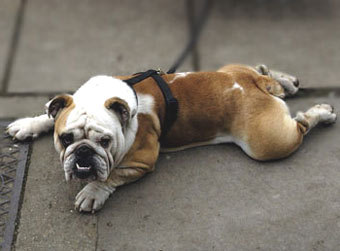 Bulldog Dog Picture Image