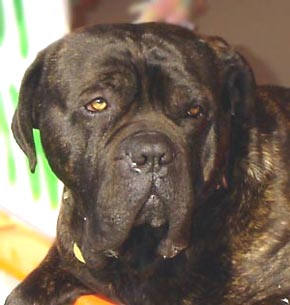 Bullmastiff Dog Picture Image