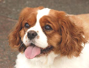 Cavalier King Charles Spanial Dog Picture Image