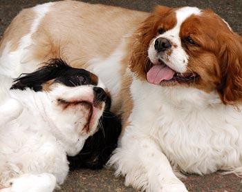 Cavalier King Charles Spaniels Dog Picture Image