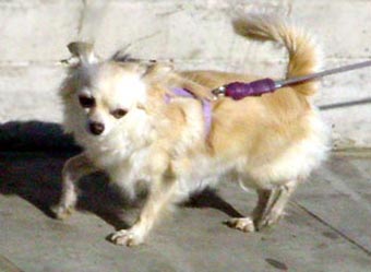 Chichuahua Dog Picture Image
