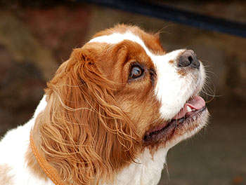 Cute Cavalier King Charles Spaniel Dog Picture Image