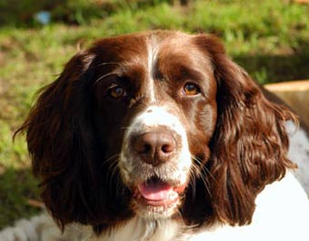 Cute Springer Spaniel Dog Picture Image