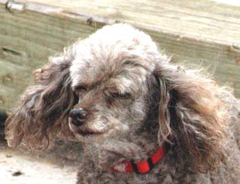 Cute Standard Poodle Dog Picture Image