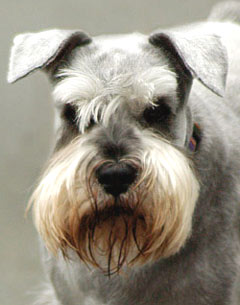 Cute Standard Schnauzer Dog Picture Image