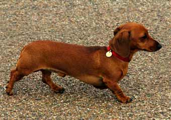 Dachshund Dog Picture Image
