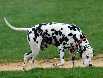Dalmation Dog Picture Image