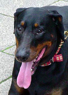 Doberman Pinsher Dog Picture Image