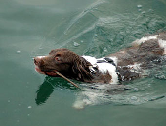 English Spaniel Dog Picture Image