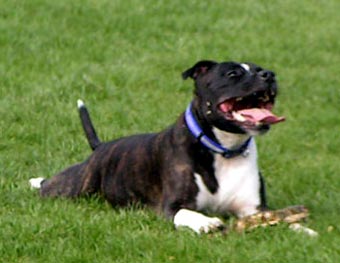 Funny Bull Terrier Dog Picture Image