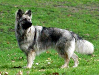 German Shephard Dog Picture Image