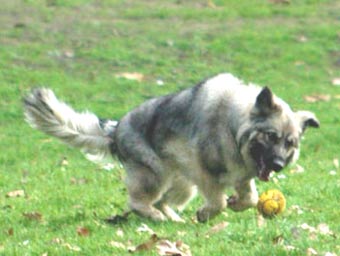 German Shepherd Dog Picture Image