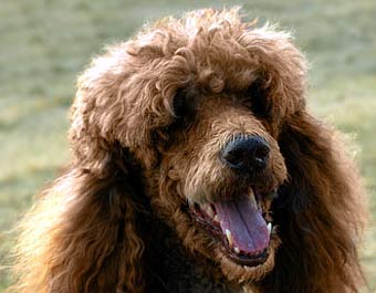 Giant Poodle Dog Picture Image