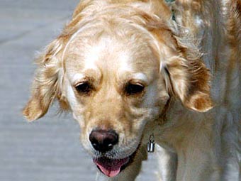 Gold Retreiver Dog Picture Image