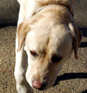 Golden Lab Retreiver Dog Picture Image