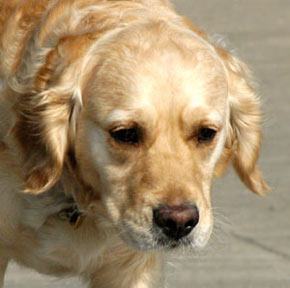 Golden Retreiver Dog Picture Image