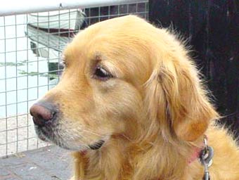 Golden Retriever Dog Picture Image
