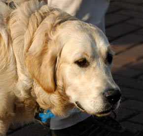 Golden Retriver Dog Picture Image
