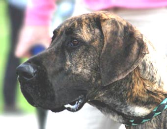 Great Dane Dog Picture Image