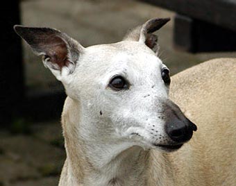 Grey hound Dog Picture Image