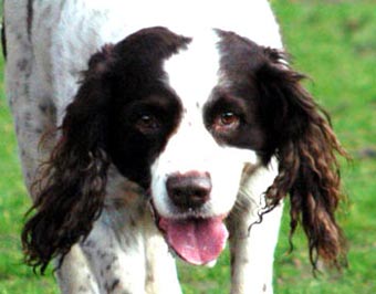 Happy Spaniel Dog Picture Image