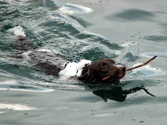 Happy Springer Spaniel Dog Picture Image