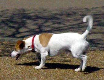 Jack Russell Dog Picture Image