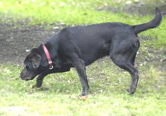 Labrador Retriever in Park Dog Picture Image