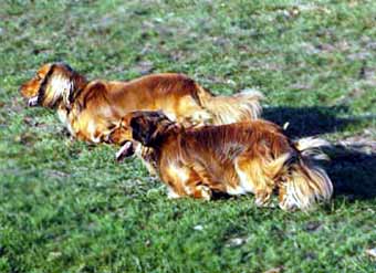 Long Haired Dashund Dog Picture Image