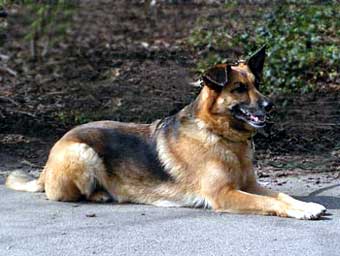Mans Best Friend Dog Picture Image