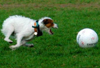 Mongrel Dog Picture Image