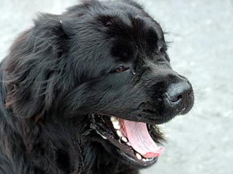 Newfoundland Close-up Dog Picture Image