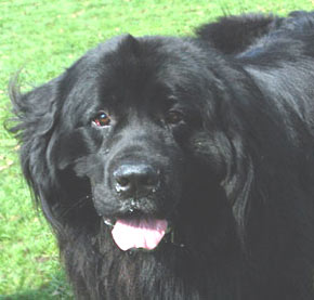 Newfoundland Dog Picture Image