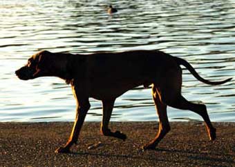 Pointer Dog Picture Image