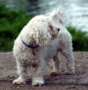 Poodle Dog Picture Image