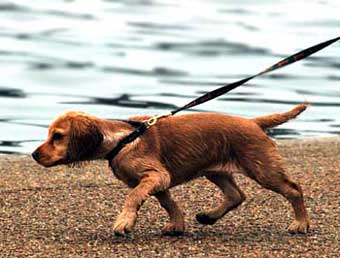 Puppy Dog Picture Image