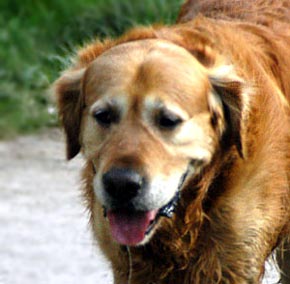 Retreiver Dog Picture Image