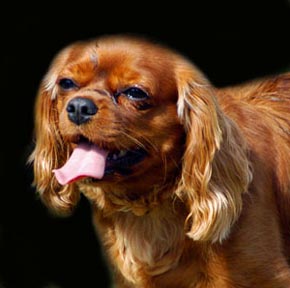 Ruby King Charles Spaniel Dog Picture Image